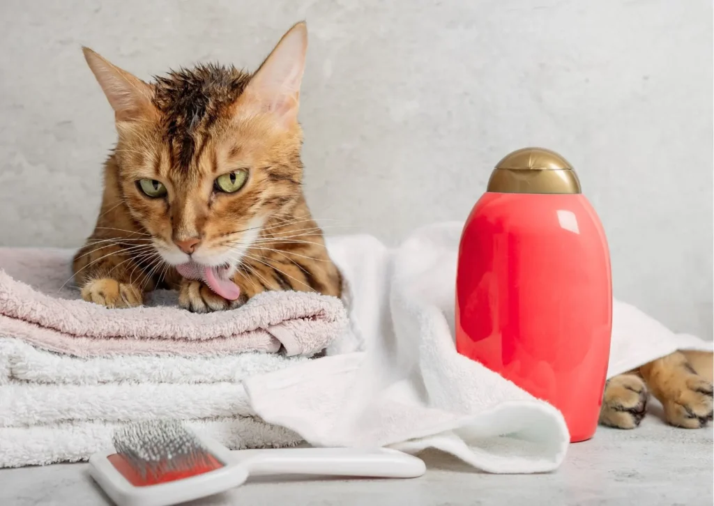 Travel Essential for pets, essential, cat, packing list